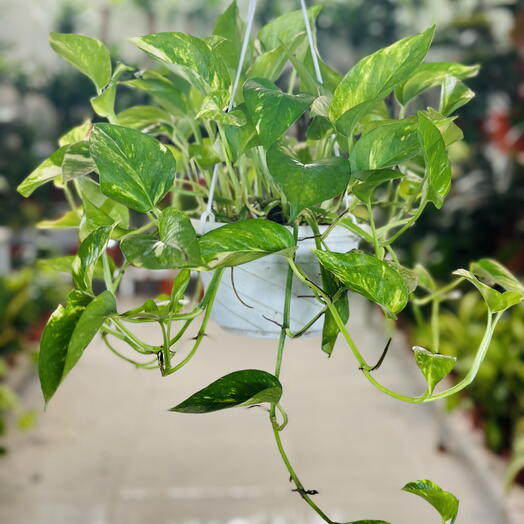 Money Plants Hanging (Epipremnum Aureum)