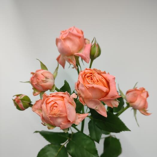 Кустовая роза Новатор