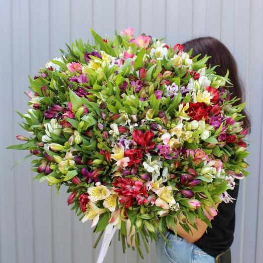 Альстромерия