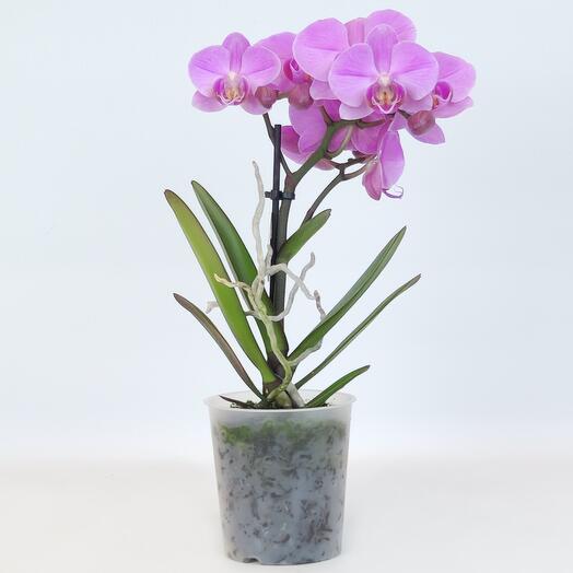 Орхидея фиолетовая Микс фаленопсис, D-9