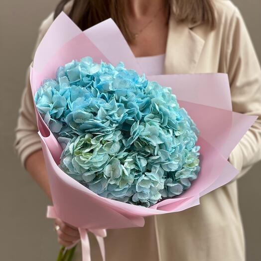 Hydrangea Bouquet of blue hydrangeas in pink packaging