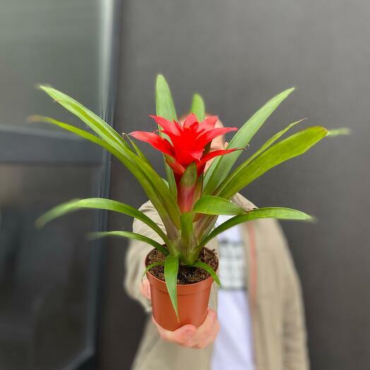 Guzmania Brasil