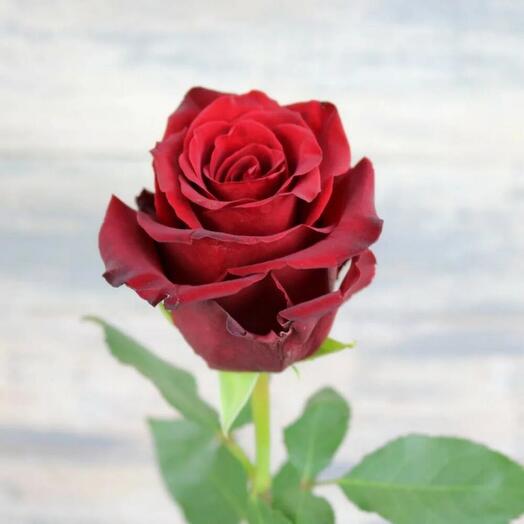 Красные розы