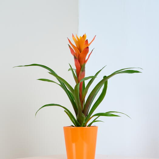 Tropical Blaze Plant