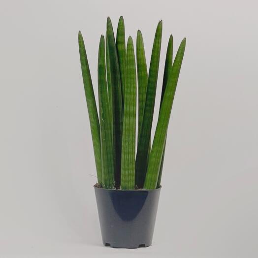 Сансевиерия