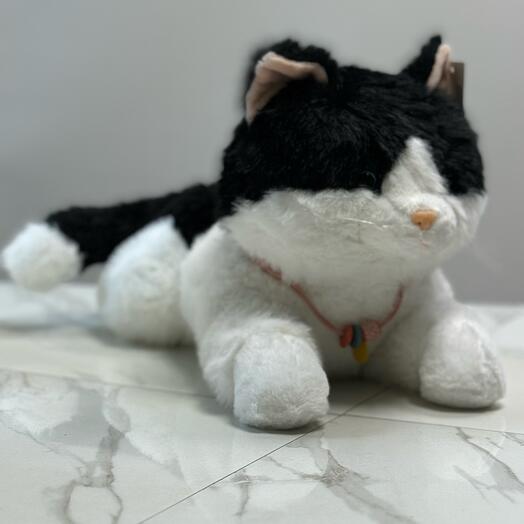 Кот