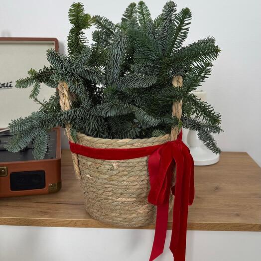 Корзина из хвои S