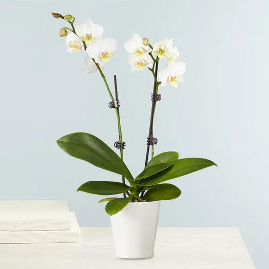 Double Stem White Orchid Plant in Pot | Phalaenopsis Orchid Plant