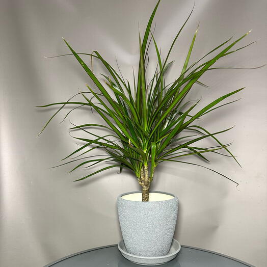 Dracaena+planters