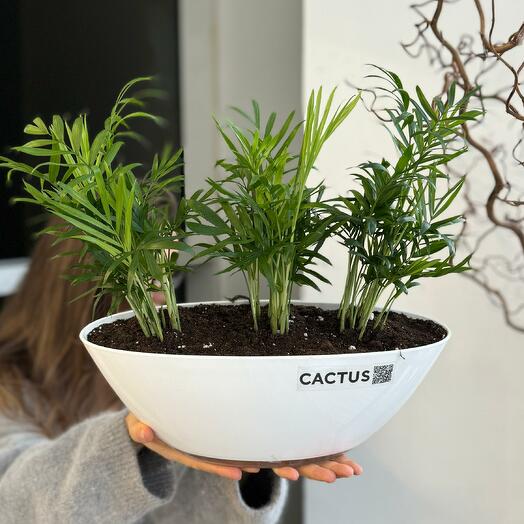 Композиция с Хамедореей