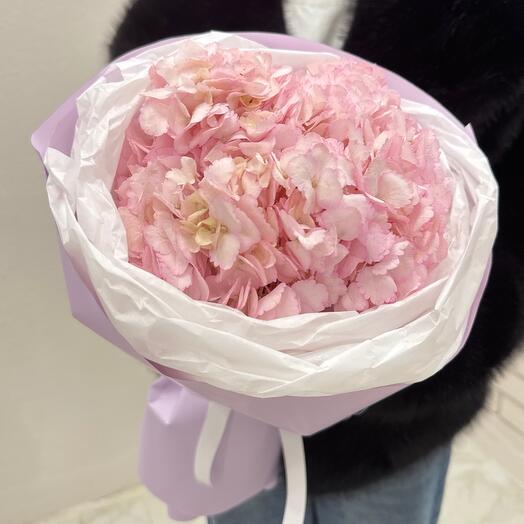 Гортензия Голландия 💕 розовая