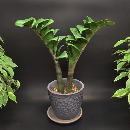 Замиокулькас Зензи карликовый кудрявый