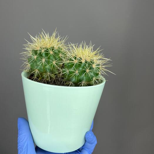 Кактус 🌵