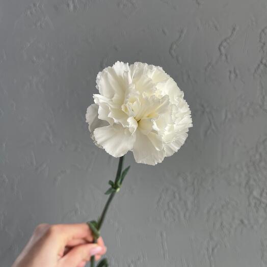 Dianthus white