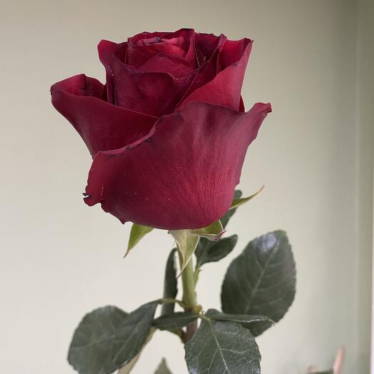 ‼️‼️‼️🌹Акция‼️‼️‼️Роза красная почти 😊🌹 метровая