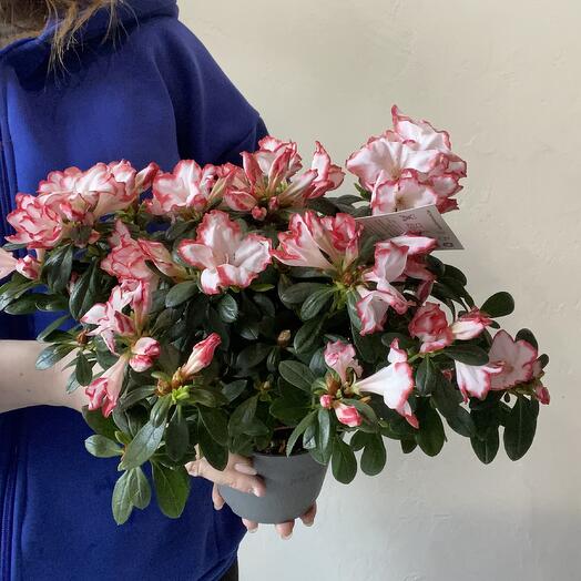 Азалия бело-красная кустовая