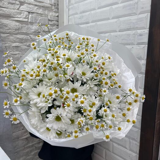 Ромашковое поле