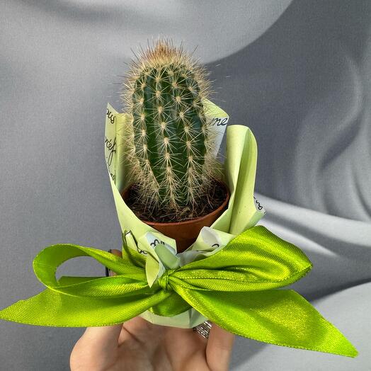 Кактус 🌵