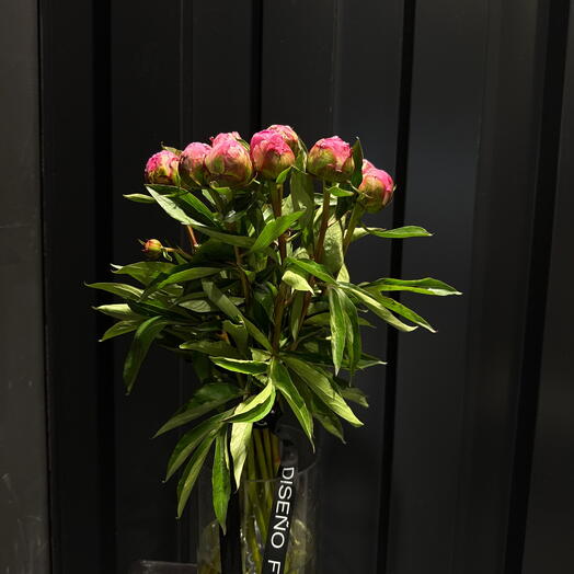 Ramo de 10 peonias