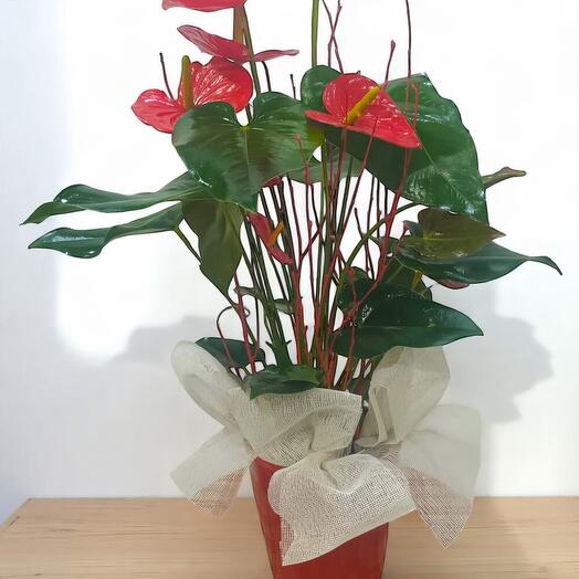 Anthurium Rojo en Maceta de Ceramica | Planta de Interior Elegante y Duradera