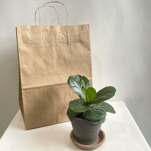 Ficus Lirata Bambino