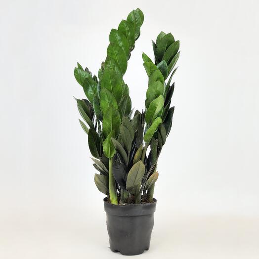 Замиокулькас Равен «Черный принц» D-12 см