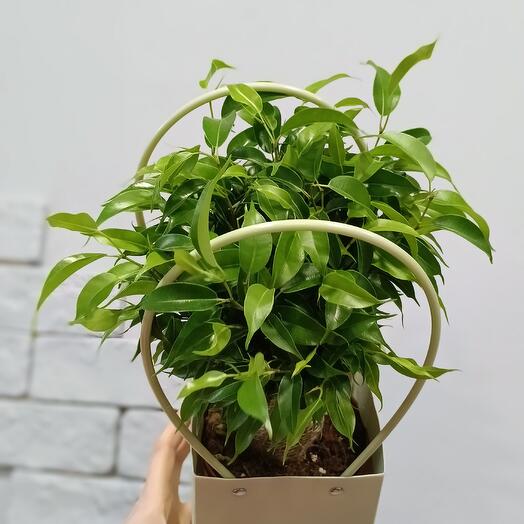 Комнатное растение , Фикус