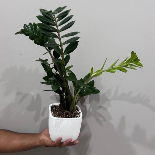 Замиокулькас Zamio Zamiifolia