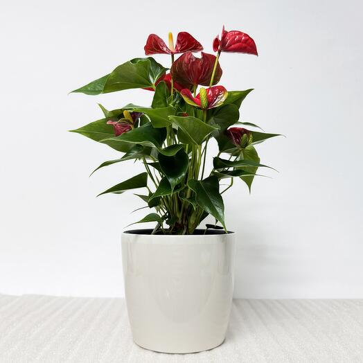 Антуриум красный в кремовом кашпо с автополивом, высота 45-50 см