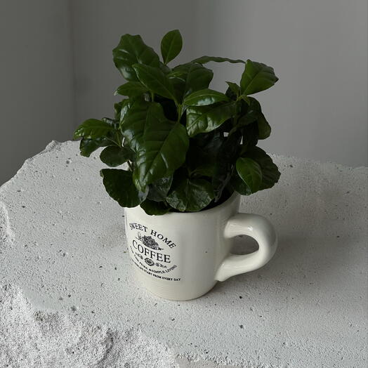 Кофе арабика с кружкой