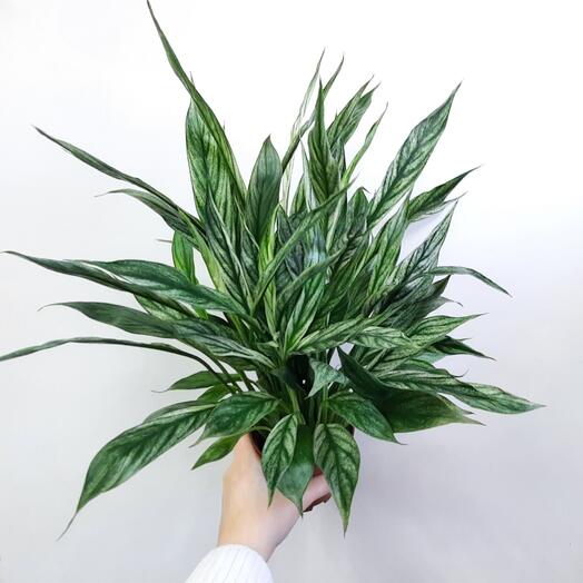 Спатифиллум Сильвер Купидо
D =9 cm