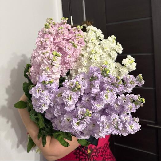 Букет ароматных матиолл