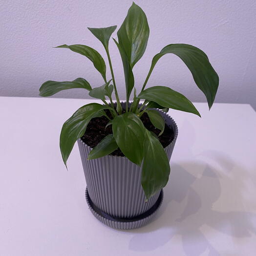 Спатифиллум « Женское счастье»