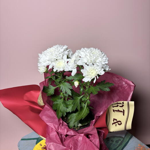 Хризантема цветущая горшечная белый куст чистой любви