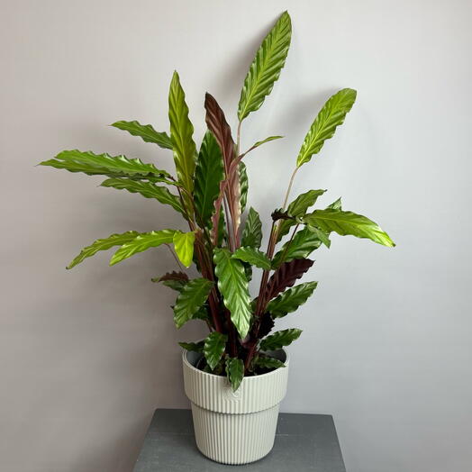 Пышная, высокая калатея в стильном сером горшке