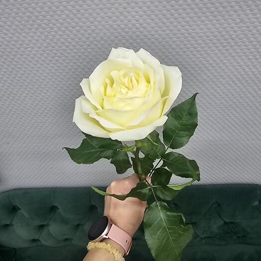 Роза Канделайт
