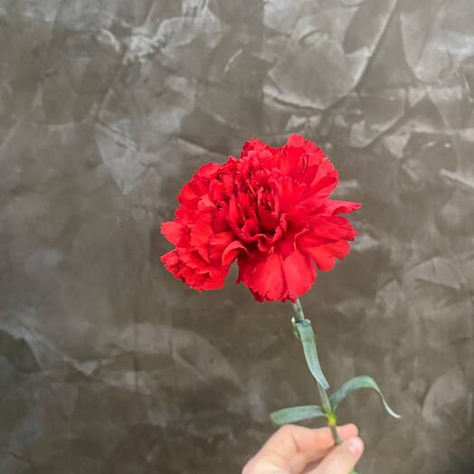 Гвоздика красная