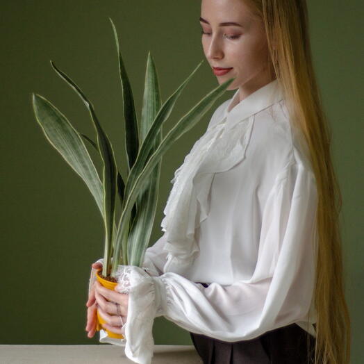 Сансевиерия Металлика
