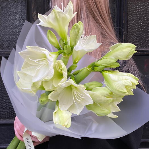 Amaryllis white 5