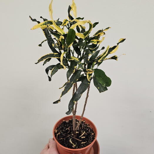 Комнатное растение Кротон вариегатный