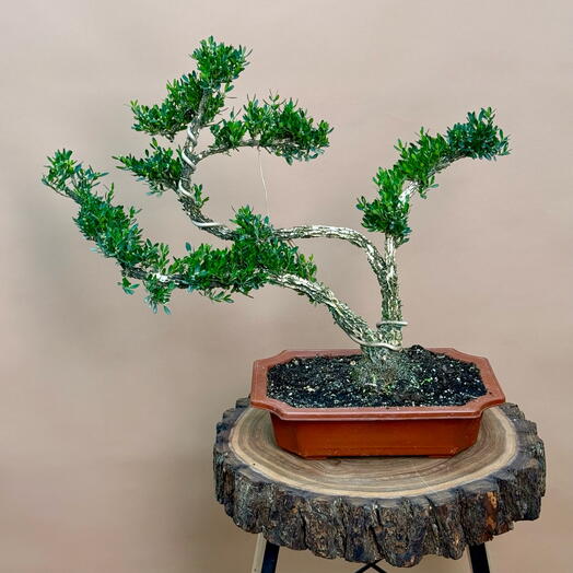 Bonsai