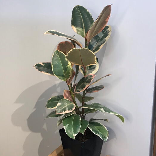 Растение комнатное «Фикус»