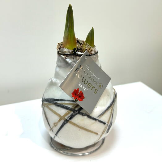 Луковица Амариллиса в воске, Голландия