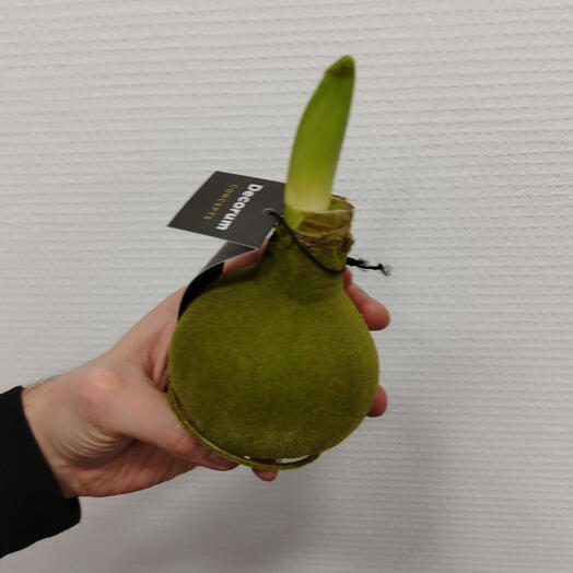 Луковица амариллиса в белом воске