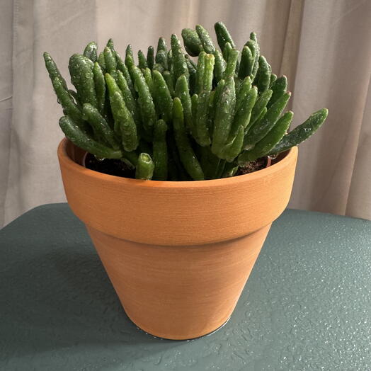 Крассула Овата Хоббит