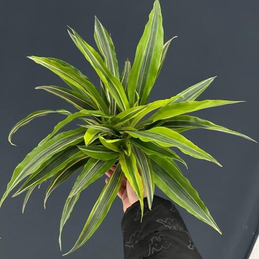 Драцена Деремская Ройерс Голд, 25-30 см