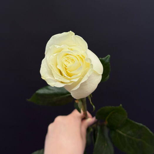Роза Мондиаль 70см