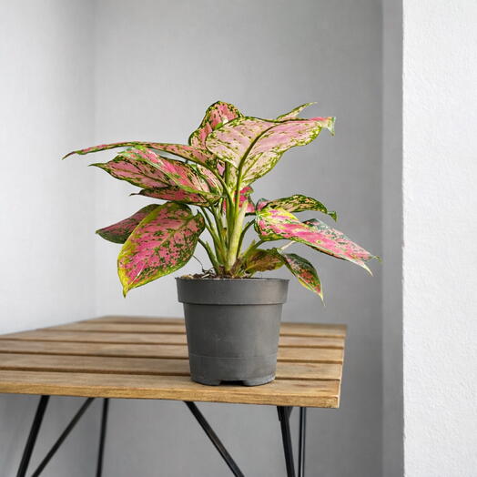 Aglaonema Pink