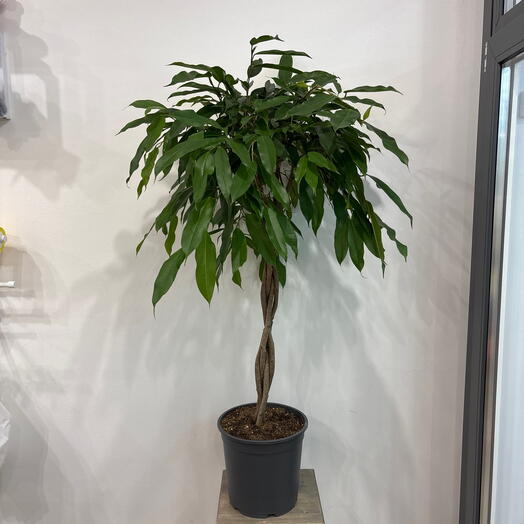 Фикус Амстел