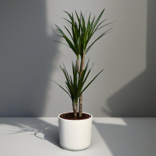 ДРАЦЕНА (DRACAENA) MA TOEF X 2
